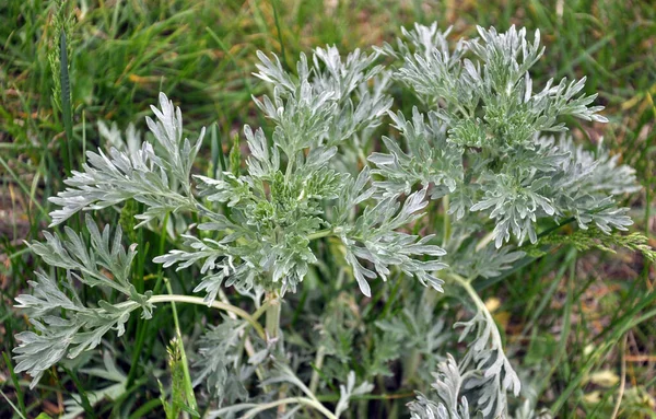 Keserű Üröm Artemisia Absinthium Bokor Vadonban — Stock Fotó