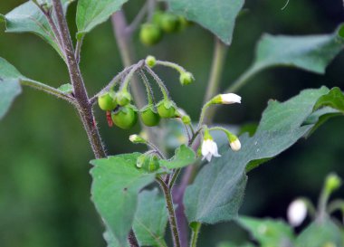 Doğada zehirli böğürtlenlerle bitki yetiştirilir (Solanum nigrum)