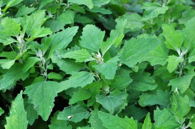 Beyaz kinoa (Chenopodium albümü) vahşi doğada yetişir