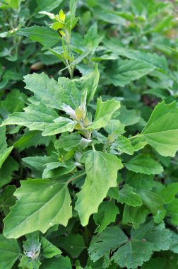 Beyaz kinoa (Chenopodium albümü) vahşi doğada yetişir