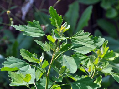 Beyaz kinoa (Chenopodium albümü) vahşi doğada yetişir