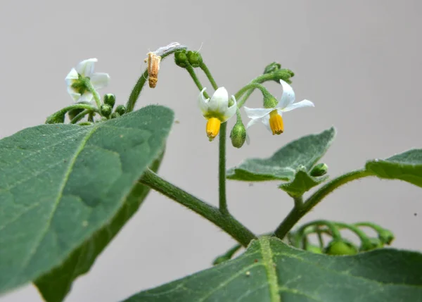 Природе Растет Растение Ядовитыми Ягодами Паслён Solanum Nigrum — стоковое фото
