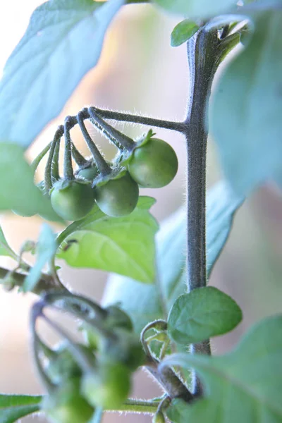 Naturaleza Crece Planta Con Sombra Noche Bayas Venenosas Solanum Nigrum — Foto de Stock