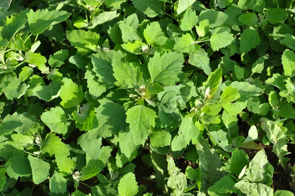 White Quinoa Album Chenopodium Tumbuh Alam Liar — Stok Foto
