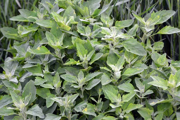 Quinoa Putih Album Chenopodium Tumbuh Alam Liar — Stok Foto