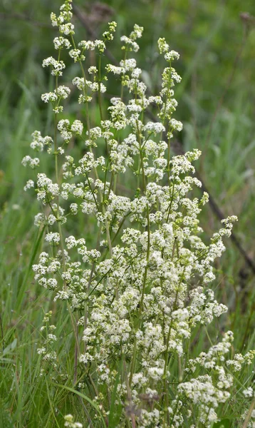 Galium Grows Meadow Wild — Stock Photo, Image