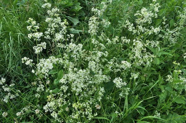 Galium Grows Meadow Wild — Stock Photo, Image
