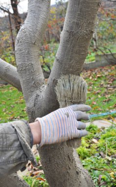 Whitewash of fruit trees in the orchard for protection against pests and sunburn.
