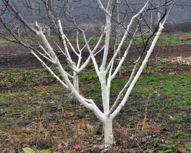 Whitewash of fruit trees in the orchard for protection against pests and sunburn.