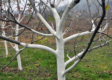Whitewash of fruit trees in the orchard for protection against pests and sunburn.