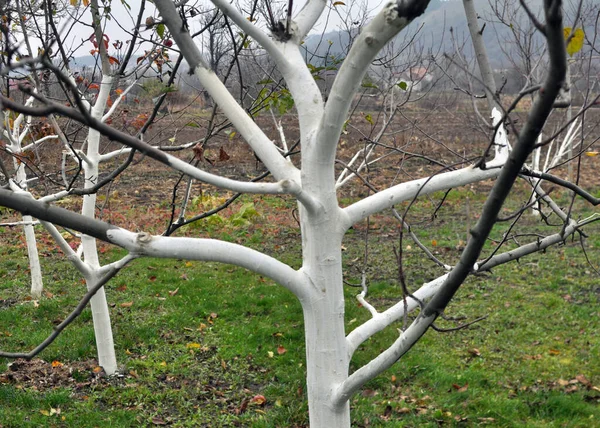 Whitewash Fruit Trees Orchard Protection Pests Sunburn — ストック写真