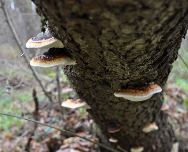 Edible Tinder Mushroom Fomitopsis Pinicola Grows Wild — Stock Photo, Image