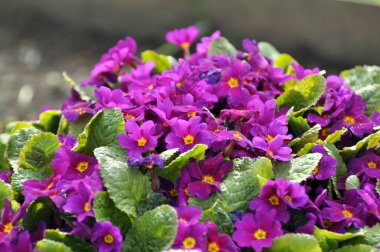 Bahçedeki çiçek tarhında çiçek açıyor.