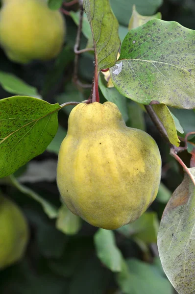 Quince Cydonia Oblonga Fruits Ripen Branch Bush — Stock Photo, Image