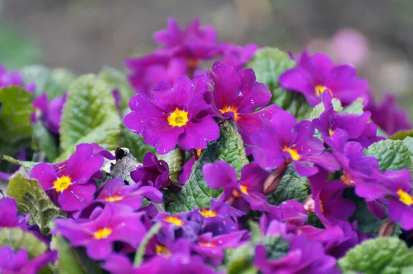 Primrose Fleurissent Dans Lit Fleurs Dans Jardin — Photo