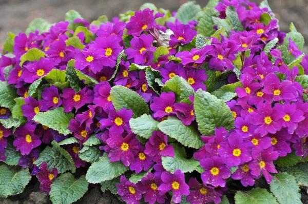 stock image Primrose are blooming in the flowerbed in the garden