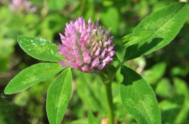 Çiçekli kırmızı yonca, hayvanlar için değerli bir yem.