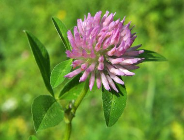 Çiçekli kırmızı yonca, hayvanlar için değerli bir yem.