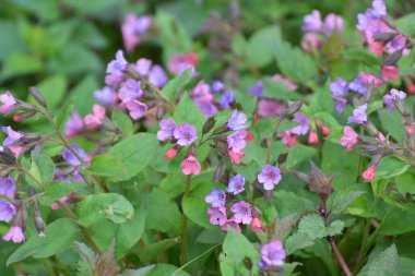 Erken bahar bitki Lungwort (göğüs) vahşi ormanda çiçek açar