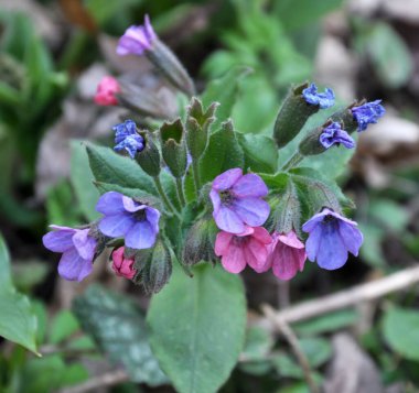 Erken bahar bitki Lungwort (göğüs) vahşi ormanda çiçek açar