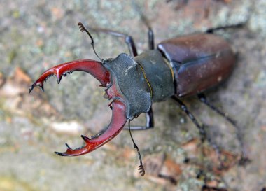 Vahşi doğada, erkek bir geyik böceği (Lucanus cervus)