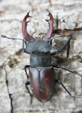 Vahşi doğada, erkek bir geyik böceği (Lucanus cervus)