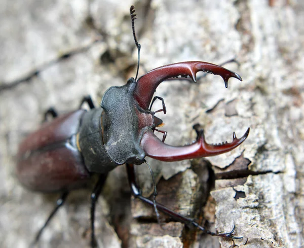 在野外 雄鹿甲虫 Lucanus Cervus — 图库照片