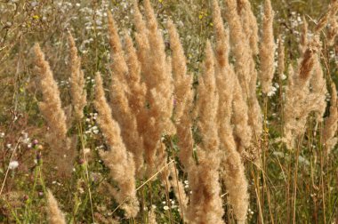 Calamagrostis epigejos grows in the wild among grasses.