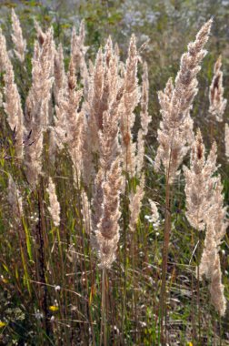 Calamagrostis epigejos grows in the wild among grasses.