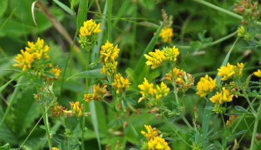 Alfalfa orağı (Medicago falcata) doğada çiçek açar