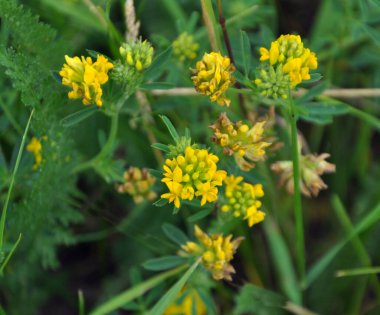 Alfalfa orağı (Medicago falcata) doğada çiçek açar