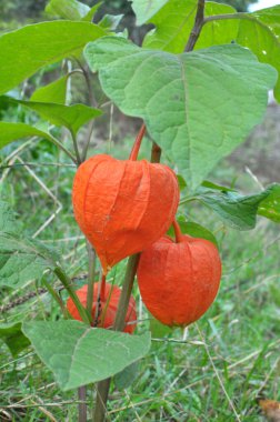 In summer, physalis from the nightshade family grows in the garden