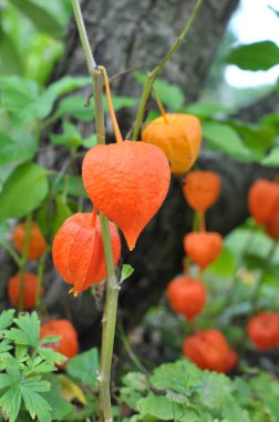 In summer, physalis from the nightshade family grows in the garden