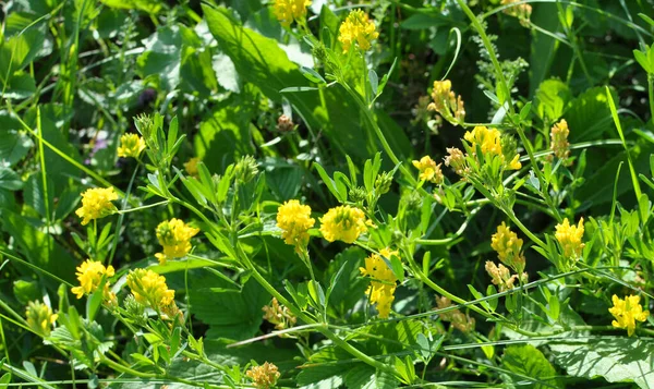 Alfalfa orağı (Medicago falcata) doğada çiçek açar