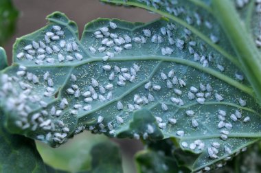 Bitkinin üzerinde çok zararlı bir kelebek (Aleyrodes proletella)