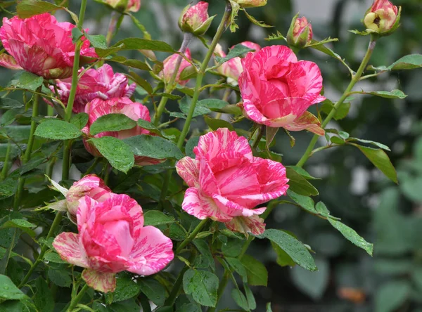 stock image Roses bloom in the garden in the summer.