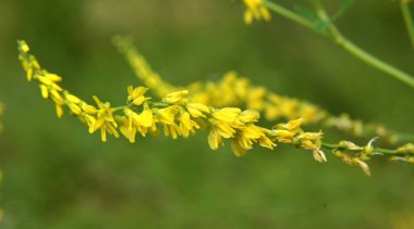 Melilot sarısı, tırtıklı melilot (Melilotus officinalis) yazın vahşi doğada açar.