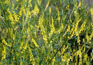 Melilot sarısı, tırtıklı melilot (Melilotus officinalis) yazın vahşi doğada açar.