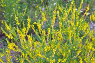 Melilot sarısı, tırtıklı melilot (Melilotus officinalis) yazın vahşi doğada açar.