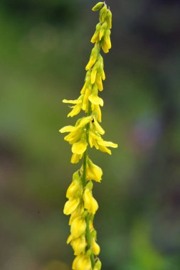 Melilot sarısı, tırtıklı melilot (Melilotus officinalis) yazın vahşi doğada açar.