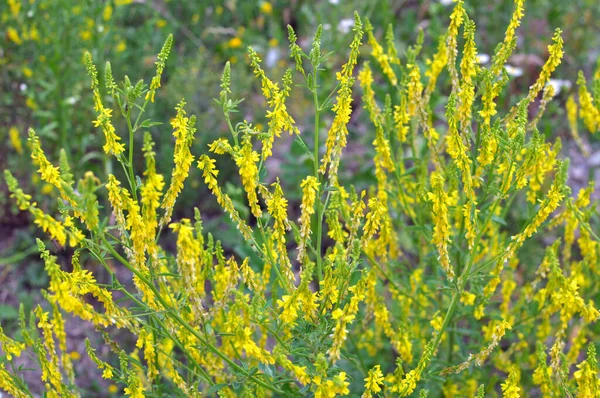 在夏天的野生环境中 黑麦芽黄色 带肋的黑麦芽在开花 — 图库照片