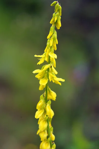 在夏天的野生环境中 黑麦芽黄色 带肋的黑麦芽在开花 — 图库照片