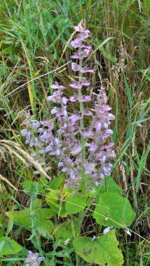 Clary sage (Salvia sclarea) vahşi doğada yetişir.