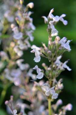 Catnip (Nepeta) yazın doğada yetişir.