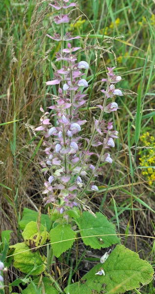 stock image Clary sage (Salvia sclarea) grows in the wild