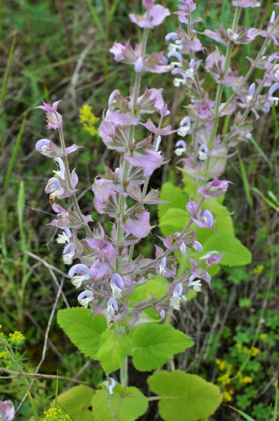 Szałwia Czarna Salvia Sclarea Rośnie Środowisku Naturalnym — Zdjęcie stockowe
