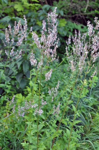 Catnip (Nepeta) yazın doğada yetişir.