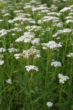 Yarrow (Achillea) otlar arasında vahşi doğada çiçek açar