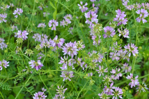 Stock image In nature, Securigera varia grows in wild grasses