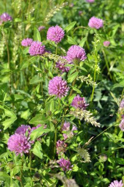 Çayır yoncası (Trifolium pratense) yabani otların arasındaki çayırda yetişir. 